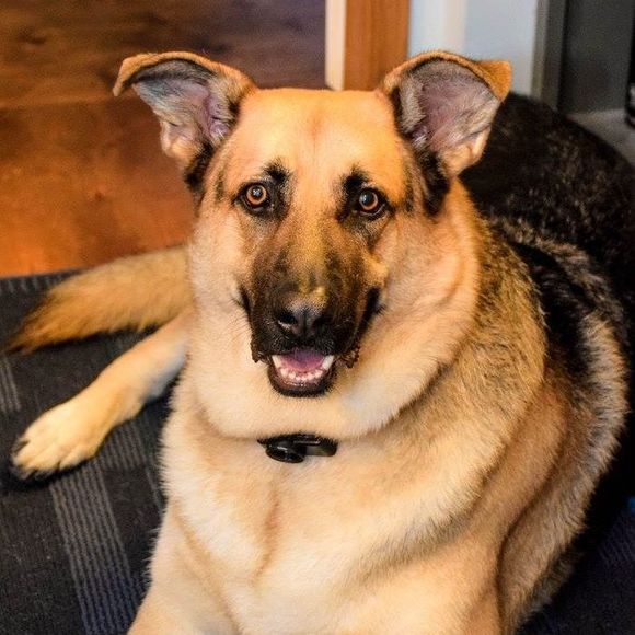 Meet your Posher, Carol - Picture 1 of 1